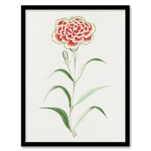 "Carnation Flower Vintage Japan Framed Wall Art Print Japanese Botanical 12x16"""