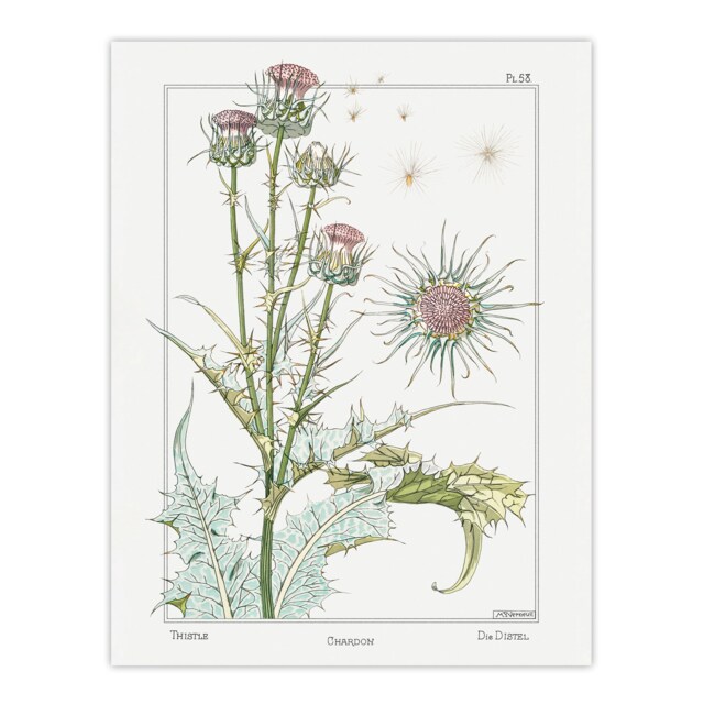 "Thistle Flower Plant Vintage Floral Wall Art Print Verneuil 24x32"""