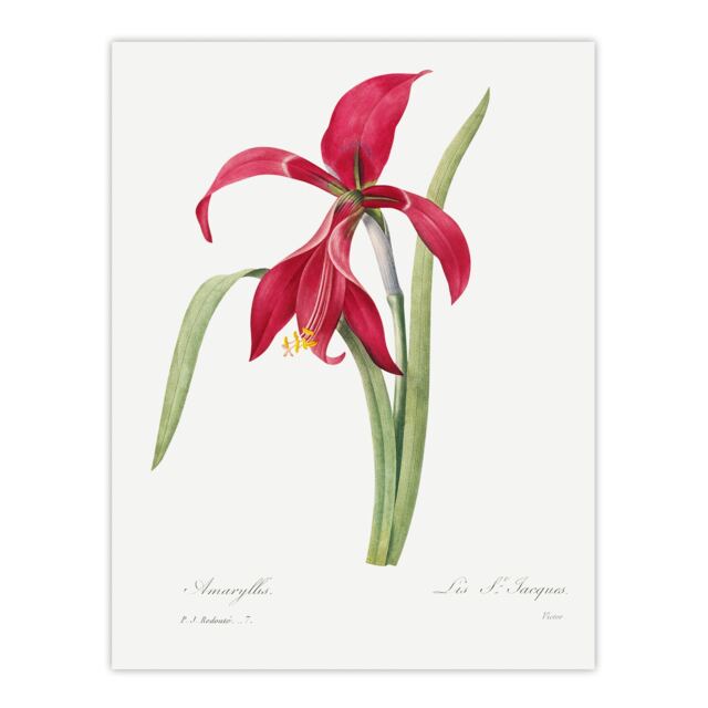 Amaryllis Flower Floral Redoute Vintage Huge Wall Art Print 18X24 In