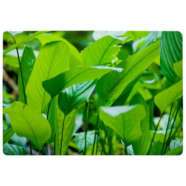 Green Leaf Background Abstract Of Nature Designer Rug Multi