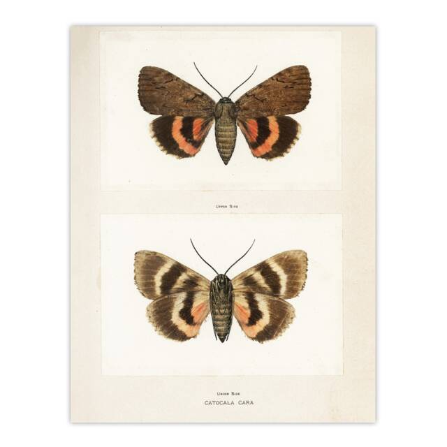 "Darling Underwing Moth Illustration Denton Huge Wall Art Poster Print 24X32"""
