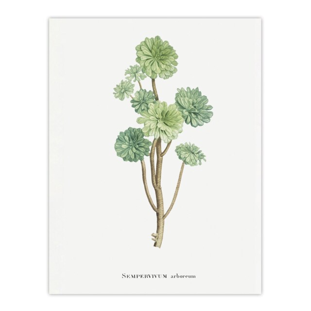 Tree Houseleek Succulent Redoute Vintage Huge Wall Art Print 18X24 In