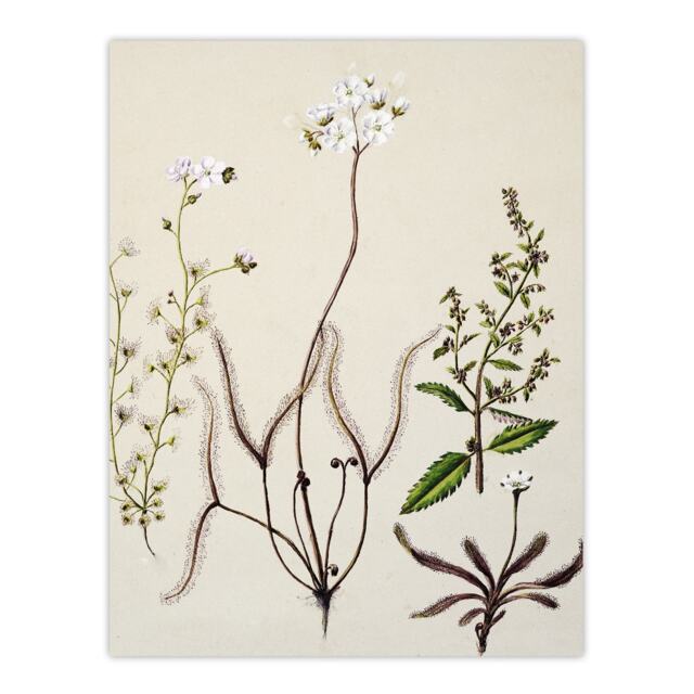 "New Zealand Drosera Arcturi Plant Flowers Featon Wall Art Poster Print 12X16"""