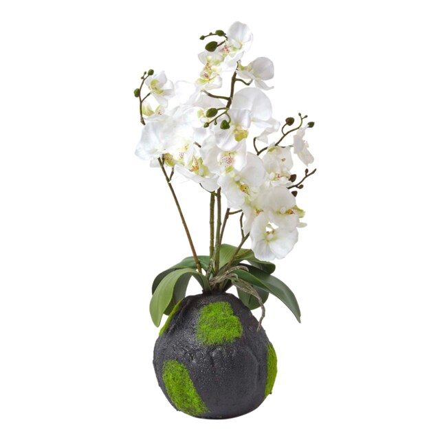 Homescapes White Phalaenopsis Artificial Orchid with Natural Base, 60 cm Tall