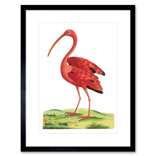 "Vintage Scarlet Ibis Pink Bird Painting 9x7"" Black Framed Wall Art Print"