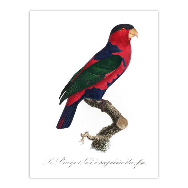 "The Black Capped Lory Parrot Levaillant Huge Wall Art Poster Print 24X32"""