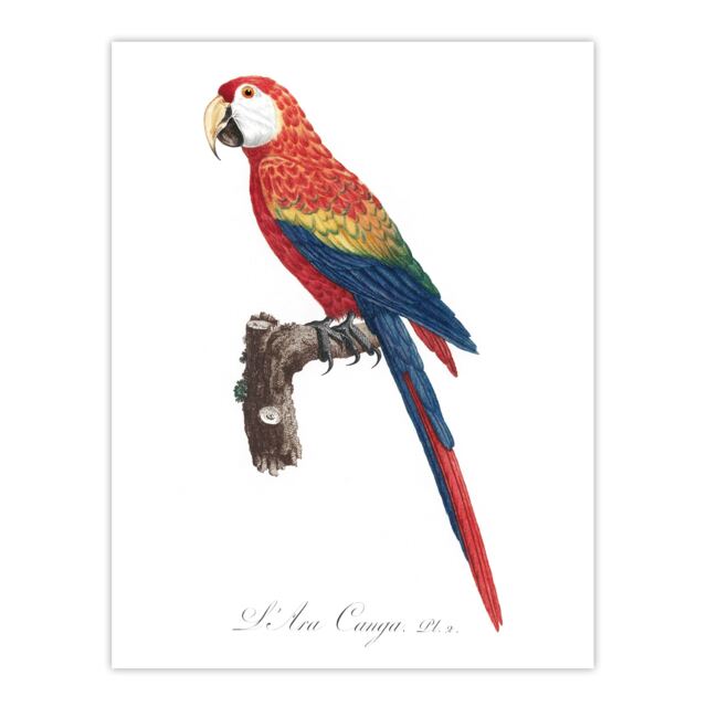 Scarlet Macaw Parrot Francois Levaillant Huge Wall Art Print 18X24 In