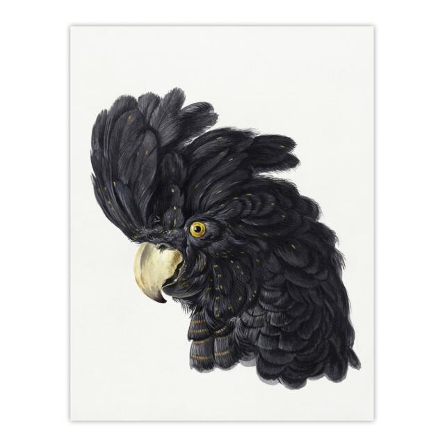 Head of a Black Cockatoo Watercolour Schouman Huge Wall Art Print 18X24 In