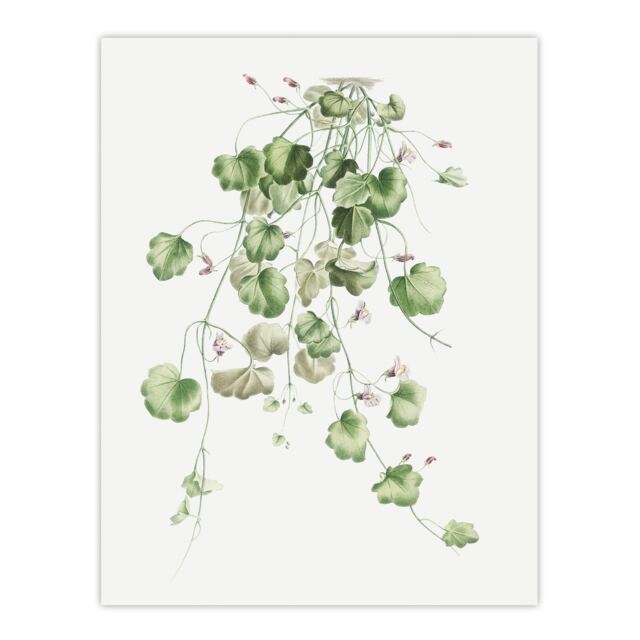 "Kenilworth Ivy Botanical Redoute Vintage Huge Wall Art Poster Print 24X32"""