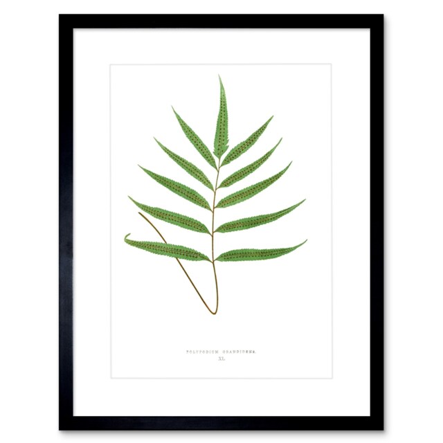 "Fern Grandidens Botanical Leaf 9x7"" Black Framed Wall Art Print"