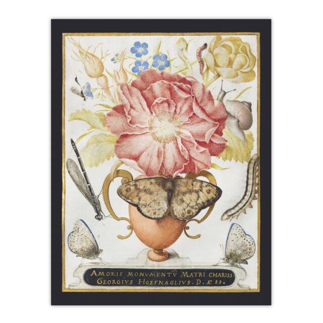 Flowers Snail Insects and Butterflies Hoefnagel Huge Wall Art Print 18X24 In