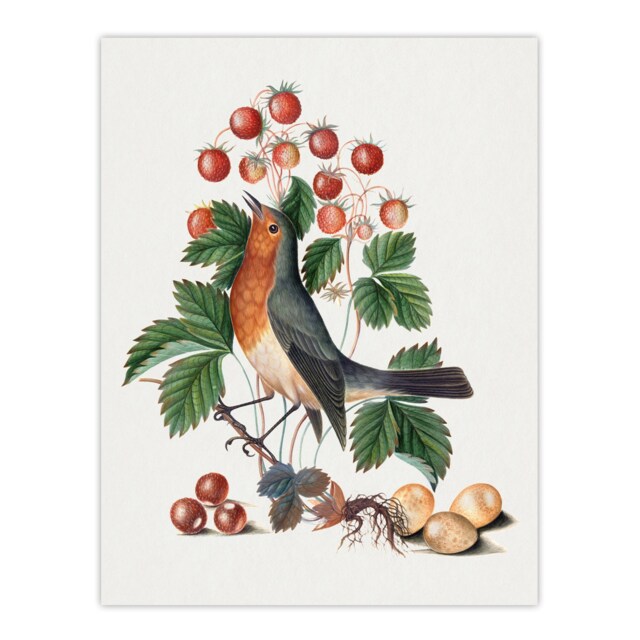 Robin Bird and Wild Strawberry Plant Bolton Wall Art Poster Print