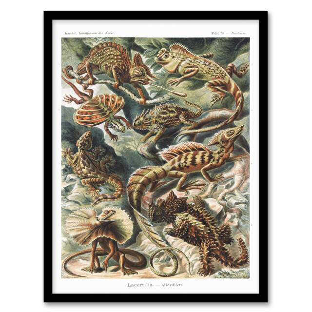 Ernst Haeckel Framed Wall Art Print Lacertilia Reptile Lizard Species Home Décor