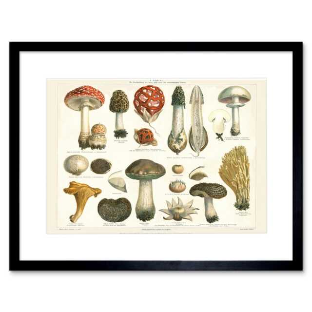"Meyers Vintage Botany Fungus Fungi Mushroom 9x7"" Black Framed Wall Art Print"