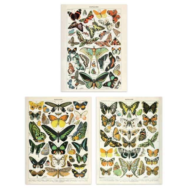 Set Of 3 Vintage Millot Insects Butterflies Papillons Study Office Wall Art Prints 12x16 Inch
