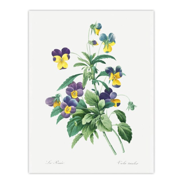 Wild Pansy Flower Illustration Redoute Vintage Huge Wall Art Print 18X24 In