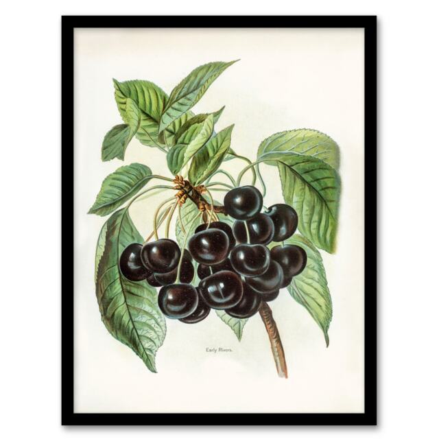 John Wright Framed Wall Art Vintage Illustration of Early Rivers Cherries