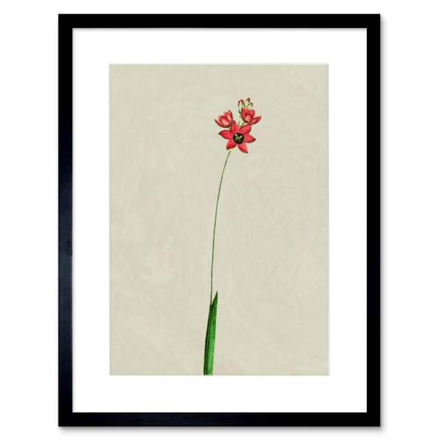 "Vintage Botanical Small Red Wildflower Bloom 9x7"" Black Framed Wall Art Print"