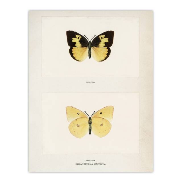Southern Dogface Butterfly Sherman Denton Huge Wall Art Print 18X24 In