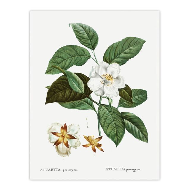 "Mountain Camellia Flower Redoute Vintage Huge Wall Art Poster Print 24X32"""