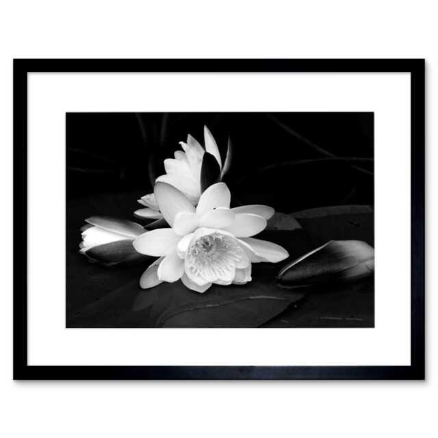 "White Lotus Flower Bloom Black Photo Home Decor 12x16"" Framed Wall Art Print"