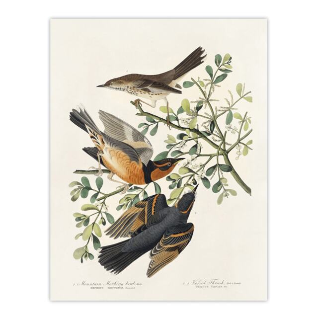 "Mountain Mocking Bird and Thrush Audubon Nature Wall Art Poster Print 12X16"""