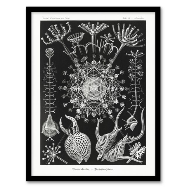 "Phaeodaria Marine Life Haeckel Botanical Framed Wall Art Print 12X16"""