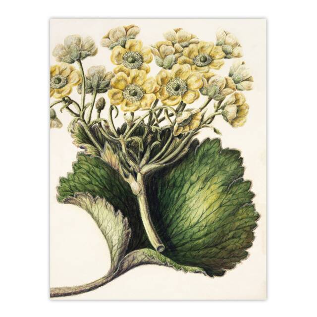 New Zealand Korikori Buttercup Flower Featon Huge Wall Art Print 18X24 In