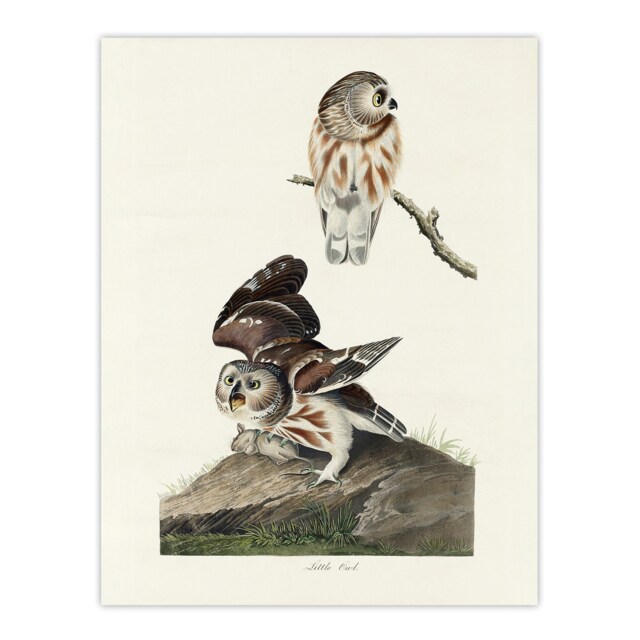 Birds Of America Little Owls Audubon Nature Huge Wall Art Print 18X24 In