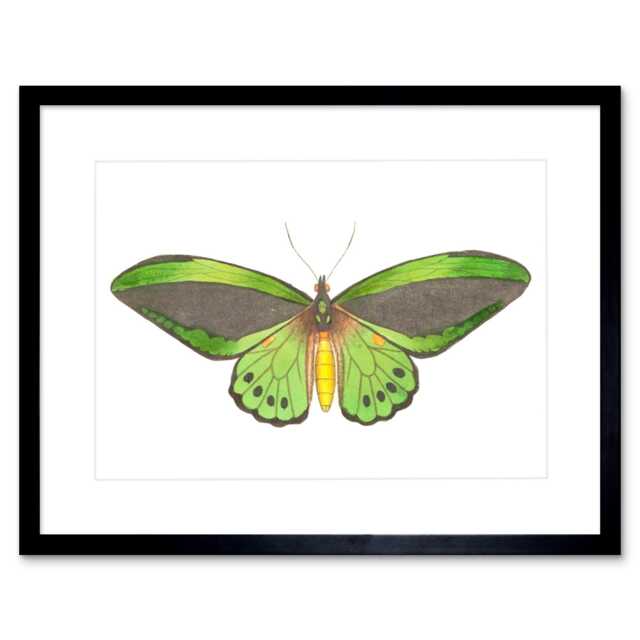 "Elegant Green Hairstreak Butterfly Wings Painting 9x7"" Black Framed Wall Art Print"