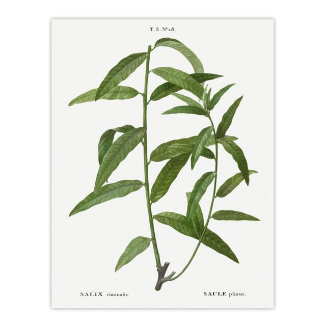 Basket Willow Botanical Redoute Vintage Huge Wall Art Print 18X24 In