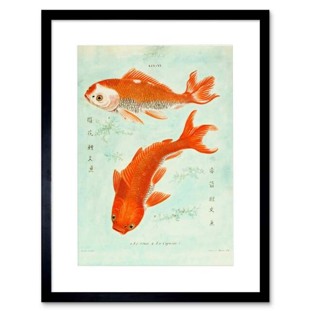 "Vintage Japanese Kin Yu Goldfish Koi Fish 9x7"" Black Framed Wall Art Print"