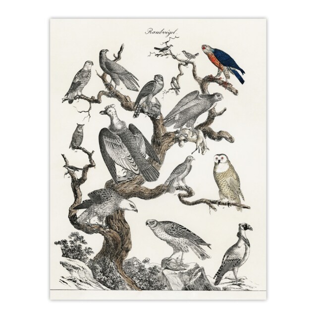 "Birds Eagle Hawk Owl on Tree Vintage Nature Wall Art Poster Print 12X16"""