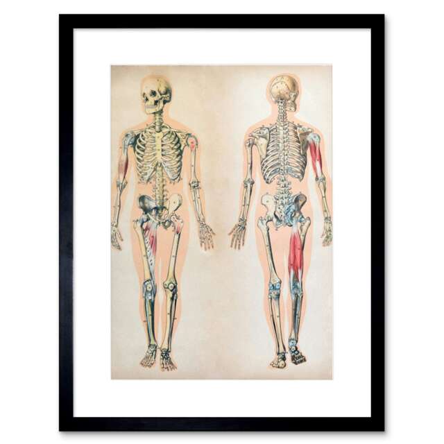 "Human Body Anatomy Skeleton Muscles 9x7"" Black Framed Wall Art Print"