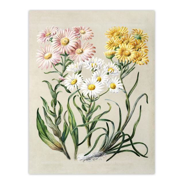 New Zealand Snow Groundsel Flowers Featon Huge Wall Art Print 18X24 In