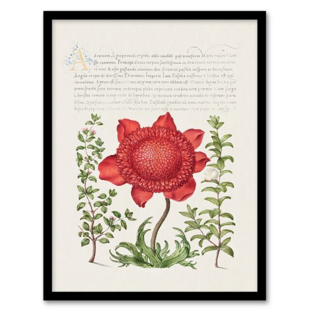 Model Book of Calligraphy Framed Wall Art Poppy Anemone and Myrtle Home Décor