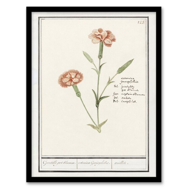 Anselmus de Boodt Carnation Dianthus Flower Framed Wall Art Picture Print A3