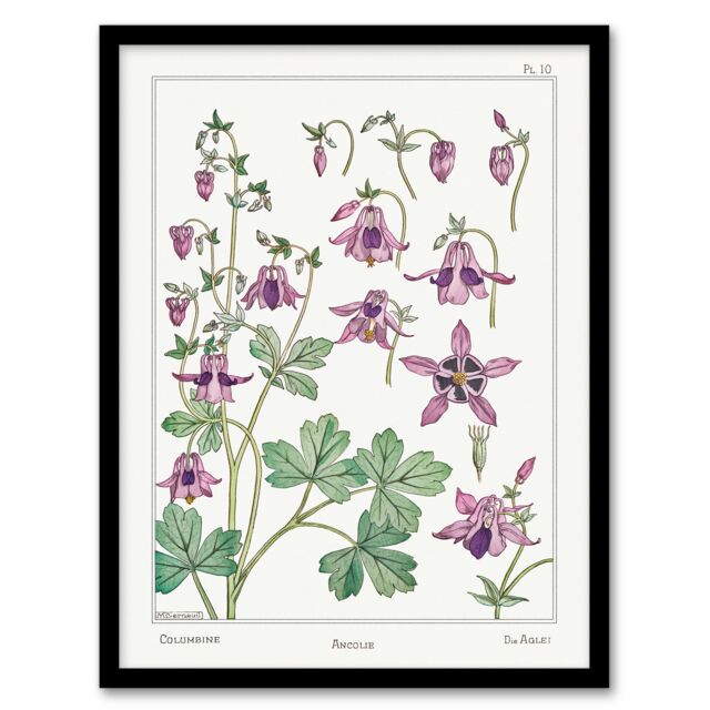 Maurice Pillard Verneuil Framed Wall Art Columbine Aquilegia Flower Home Décor