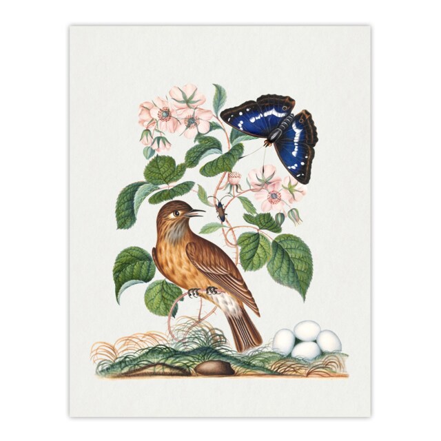 Spotted Flycatcher and Purple Emperor Bolton Huge Wall Art Print 18X24 In