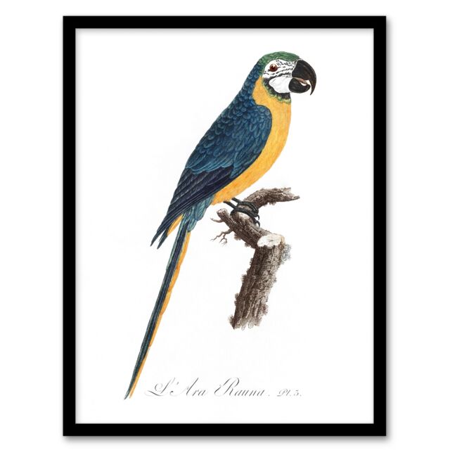 "Blue and Yellow Macaw Parrot Levaillant Framed Wall Art Print 12X16"""