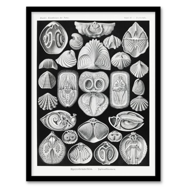 Haeckel Framed Wall Art Spirobranchia Vintage Marine Life Illustration