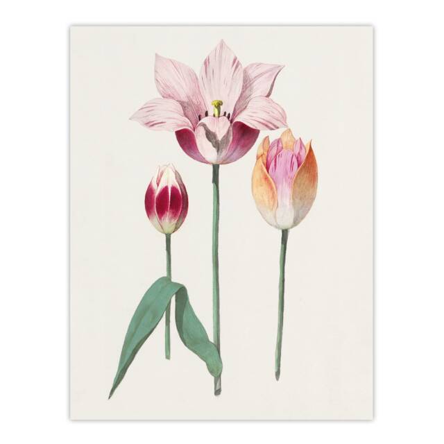Blooming Tulip Flower Anselmus de Boodt Huge Wall Art Print 18X24 In