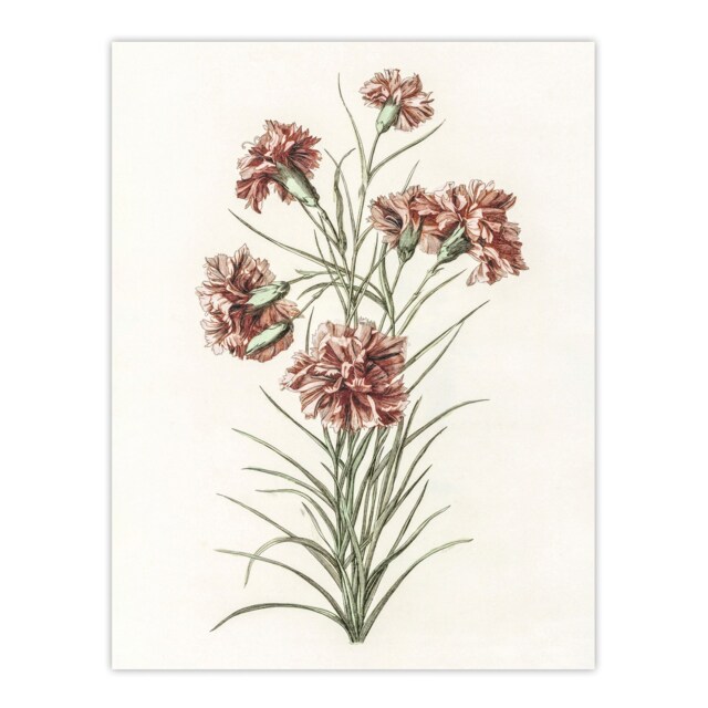 Six Carnations Vintage Illustration Teyler Huge Wall Art Poster Print