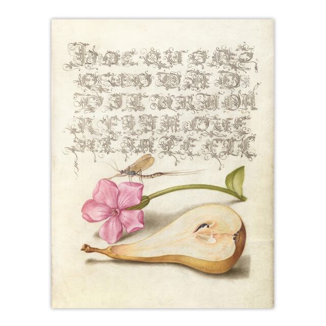 "Mayfly Red Campion and Pear Calligraphy Wall Art Poster Print 12X16"""