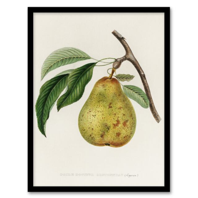 "Illustration of a Pear Jacob Sturm Vintage Framed Wall Art Print 12X16"""