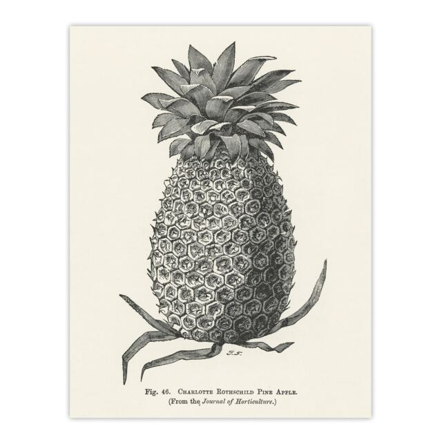 Vintage Black White Pineapple Illustration Wright Huge Wall Art Print 18X24 In