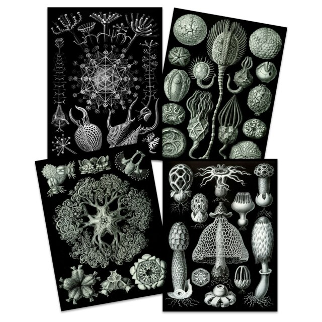 Set of 4 Ernst Haeckel Nature Vintage Biology Ocean Sea Life Wall Art Print Bathroom 12x16 Inch