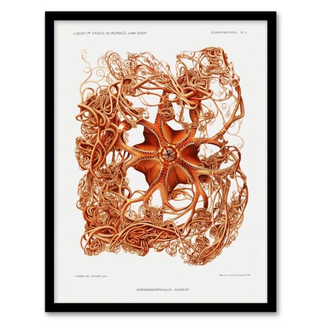 Vintage Marine Life Deep Sea Basket Star Starfish Framed Wall Art Print A4
