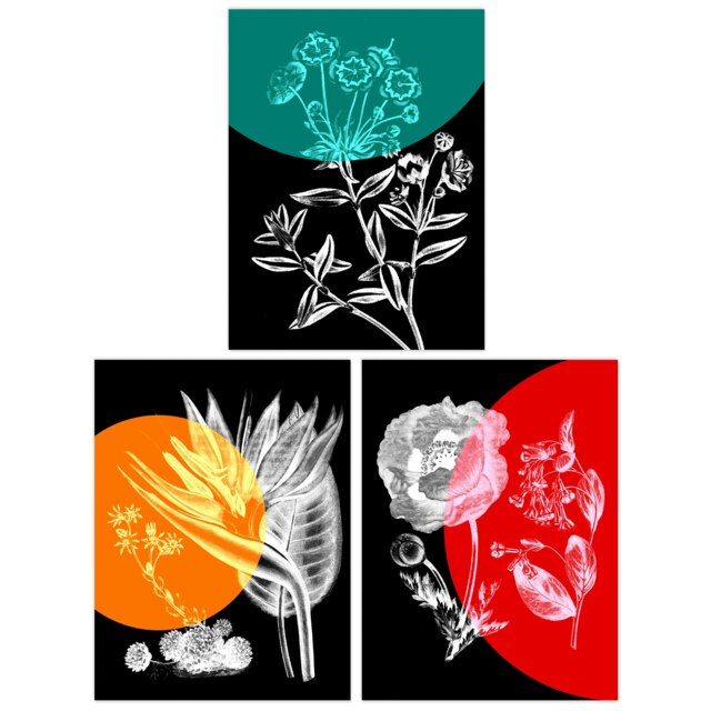 Set of 3 Colour Pop Floral Black White Plants Flower Botanical Colour Wall Art Prints 12x16 Inch