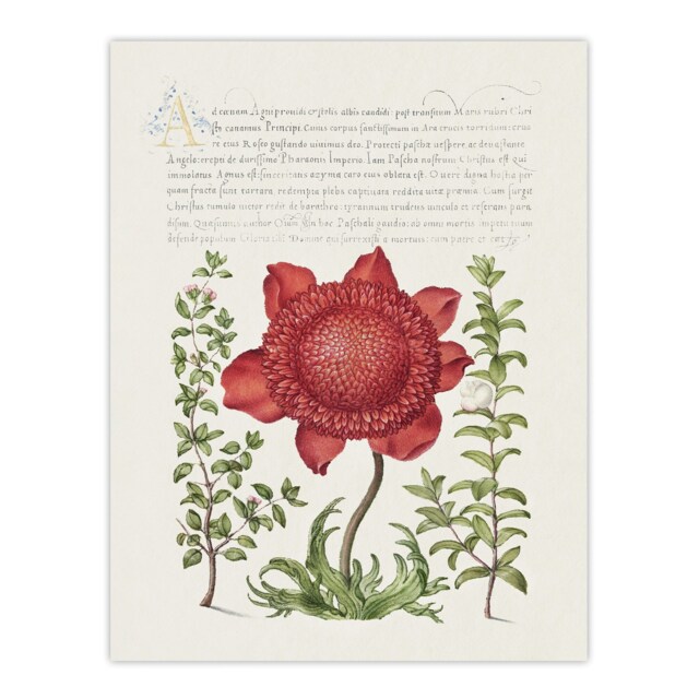 Poppy Anemone and Myrtle Calligraphy Huge Wall Art Print 18X24 In